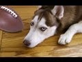 LAIKA PREDICTS SUPER BOWL WINNER