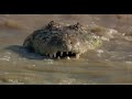 Lion Intimidates Crocodile