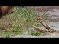 Lion Intimidates Cro
