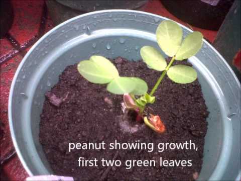 how to grow peanuts