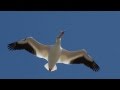 Pelicans in Synchronized Feeding- Malheur National Wildlife Refuge