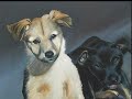 Mijoa - Pet Portraits