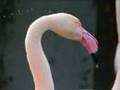 Animal Planet