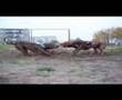 Pit Bull Red Nose WRZ Logan & Drago Pit Bull Red Nose WRZ Logan & Drago