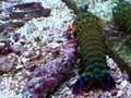 Peacock Mantis Shrimp