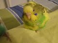 My 2 Sleepy Lazy Parakeets Tiki and Tweety! My 2 Sleepy Lazy Parakeets Tiki and Tweety!