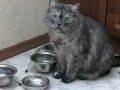 В миске пусто, Котэ в недоумении