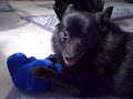 KILLER SCHIPPERKE