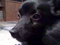 KILLER SCHIPPERKE