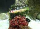 Yashia Goby Yashia Goby