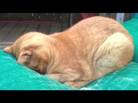 Infamous Video When Cats Pray