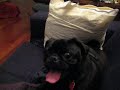 2 dogs, 1 couch