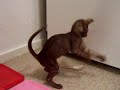 Cat & Mouse: Whole-Prey Feeding