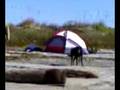 videos de Survivor Capers Island SC Part 4