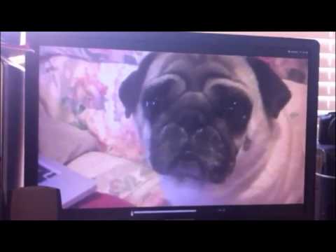 Paranormal Pugtivity