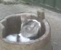 cat in barrell cat in barrell