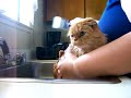 Peanut gets a bath Peanut gets a bath