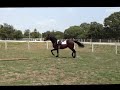 Click here to watch this video Noble Doppelganger - FOR SALE