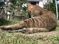 ツネオじゃらし♪