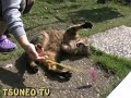 ツネオじゃらし♪
