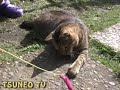 ツネオじゃらし♪