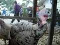 Talking Turkeys at the Topsfield Fair