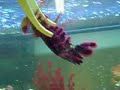 Mantis dance