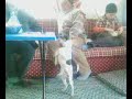 haydut