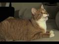 Kitty Metalhead (Singing Cats Part 2)