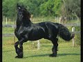 friesians ...!! (L)