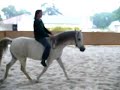 Shafai rijden met bit, zonder zadel Shafai rijden met bit, zonder zadel