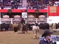 2007 NCHA Futurity Amateur