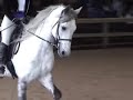 Curly Horse Stallion - EquineReview05