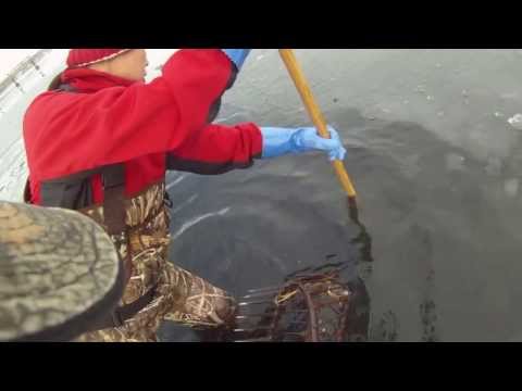 how to harvest quahogs
