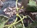 Recovering from Stolen Pumpkins(Part IV)...