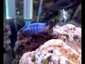 Pregnant Female Cynotilapia Afra and Dominant Male Pregnant Female Cynotilapia Afra and Dominant Male