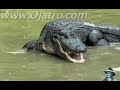 Python vs Alligator 16 -- Real Fight -- Python attacks Alligator