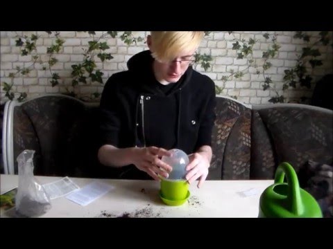 Fledermausblumen einpflanzen  Blumentagebuch #1