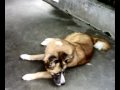 Japanese Pet - Akita