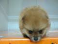 videos de Pomerania Macho STA REF:227