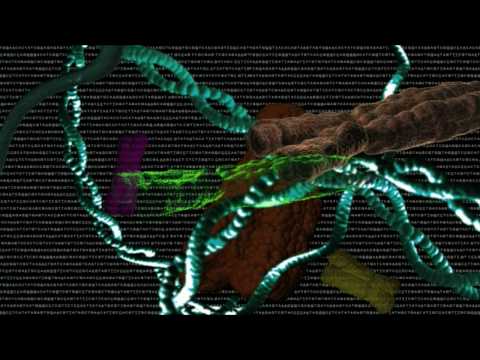 Mechanisms Of Evolution