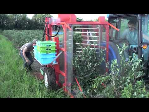 how to harvest blueberries