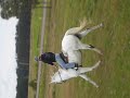 Allrounder Horse for Sale