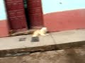 Huanta Calle Jeri Hiraoka