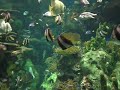 Ripleys Aquarium2, Myrtle Beach SC Ripleys Aquarium2, Myrtle Beach SC