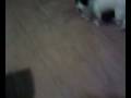 videos de 3 cani zia gianna