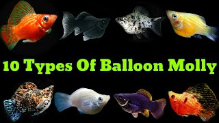 Different  Types Of Balloon Molly
