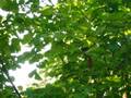 squirrel1.MOV