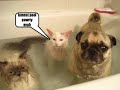 Video anschauen