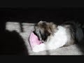 My cat Sadie and dog Sophie... My cat Sadie and dog Sophie...